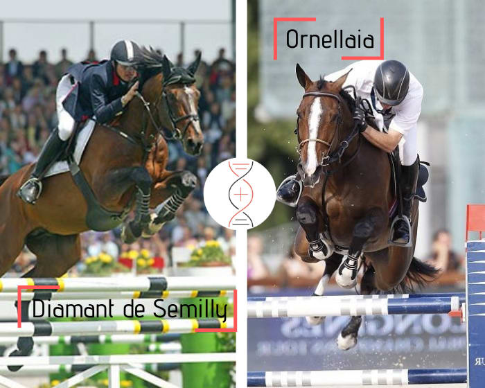Lot de 2 embryons congelés - Rare lignée de la championne olympique Fein Cera ! Diamant de Sémilly avec la nièce de la gagnante en CSI5* et Coupe des Nations de John Whitaker, Ornellaia, également gagnante en Grand Prix CSI 1.60m avec Anna-Julia Kont