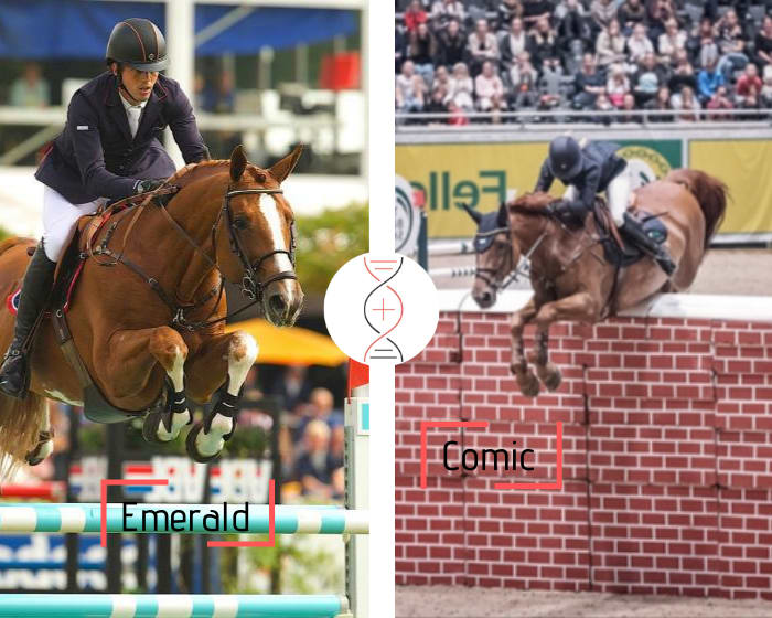 Emerald avec une mère performeuse 1.60m* ! Lignée de Comic et Caballito 3 CSIO 1.60m