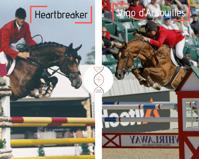 Heartbreaker out of the daughter of Vigo d’Arsouilles’ full sister !