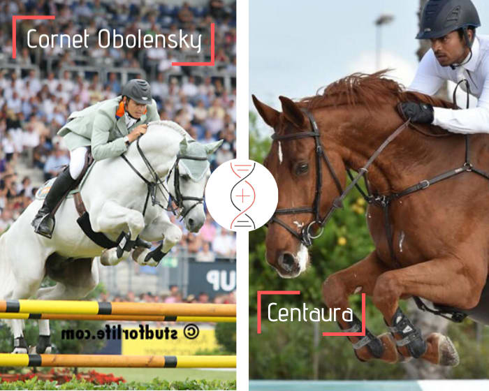 Cornet Obolensky x Cento out of a mare jumping 1.55m, dam of Contento 23, Grand Prix 1.60m with Emanuele Gaudiano and Chento CSI5* 1.50m!