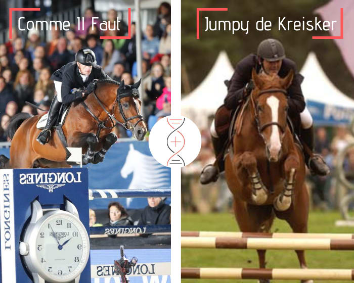 Comme Il Faut avec Dourga de Kreisker, sœur de Quito de Kerglenn Grand Prix 1.60m et Shana de Kerglenn classée Grand Prix 1.50m-1.60m, également fille de Jumpy de Kreisker, performeuse 1.60m !