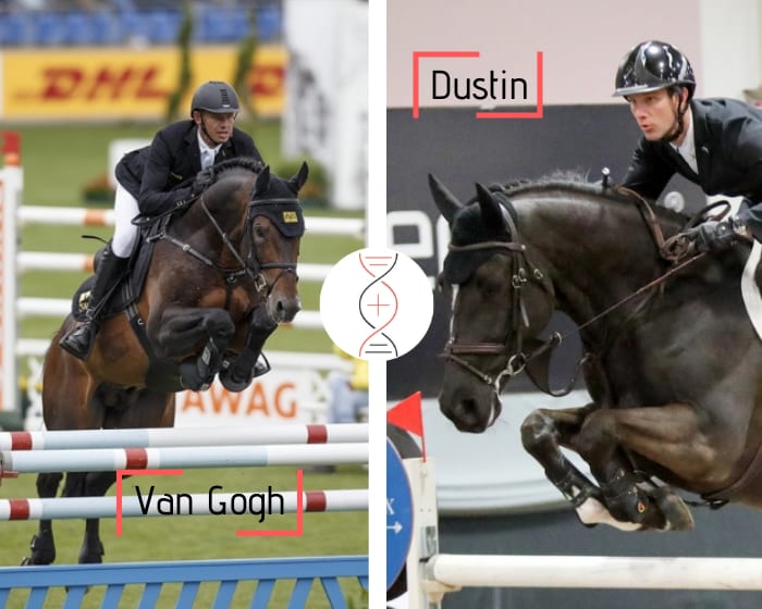 Brother/sister of Dustin and Big Brother CSI5* 1.60m, Marco Kutscher’s Grand Prix winner  Van Gogh out of the sister of 2 performers 1.60m*!