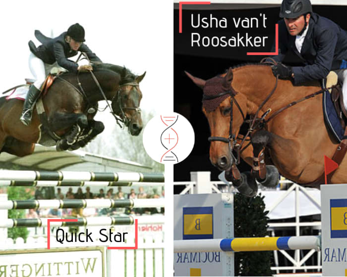 Femelle par Quick Star sœur de 4 performers CSI 1.40m-1.50m, lignée d’Usha van’t Roosakker ! Avec une fille de Babbe van’t Roosakker