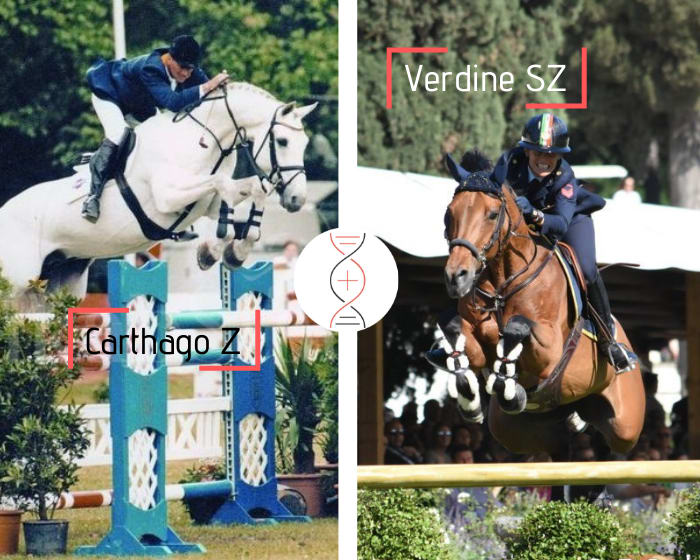 Carthago x Verdine SZ, gagnante en CSIO5* 1.60m et sœur de 3 performers 1.45m-1.50m, lignée maternelle du gagnant en Grand Prix CSI5* 1.60m de Grégory Wathelet, Forlap !