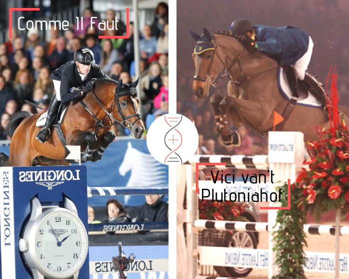 Comme Il Faut x Vici van’t Plutoniahof, CSI 1.60m, mère de Dauphin de la Pomme et Duchesse de la Pomme CSI 1.60m, grand-mère de 2 performers 1.60m, également sœur de 3 performers 1.55m à 1.60m !
