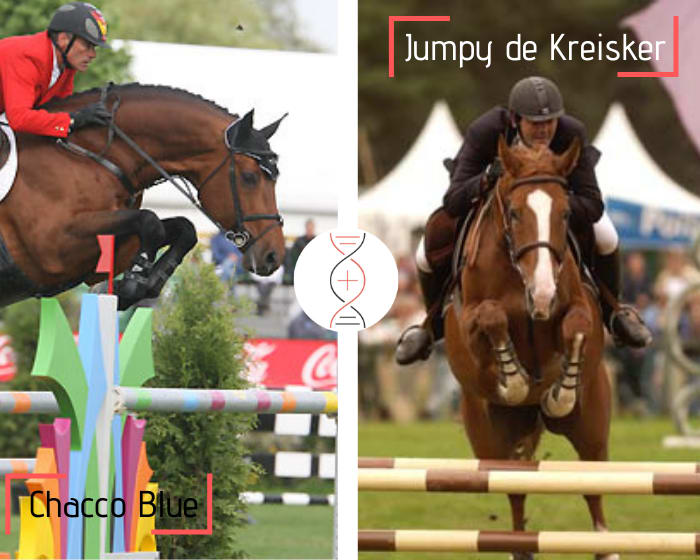 Chacco Blue avec Dourga de Kreisker, sœur de Quito de Kerglenn Grand Prix 1.60m et Shana de Kerglenn classée Grand Prix 1.50m-1.60m, également fille de Jumpy de Kreisker, performeuse 1.60m !