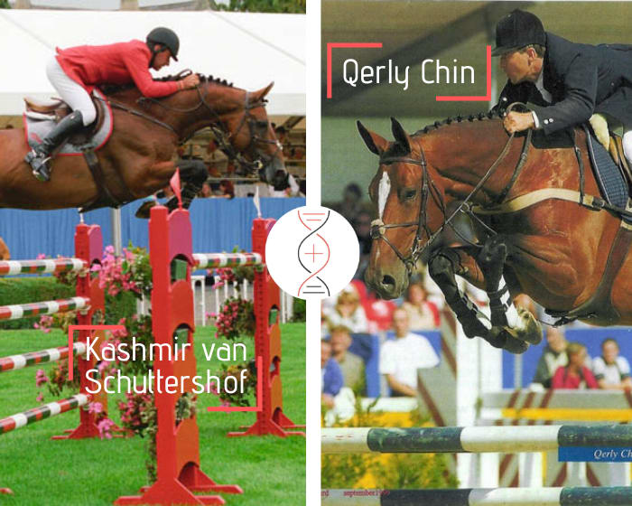 Kashmir van Schuttershof x Diarado x Nabab de Rêve avec une fille de Merveille de Muze CSI 1.60m* et elle-même fille de Qerly Chin ! Par Diarada Z CSIYH 1.30m, sœur de Bamboula de Muze CSI 1.50m et mère de Filou de Muze CSI5* 1.60m