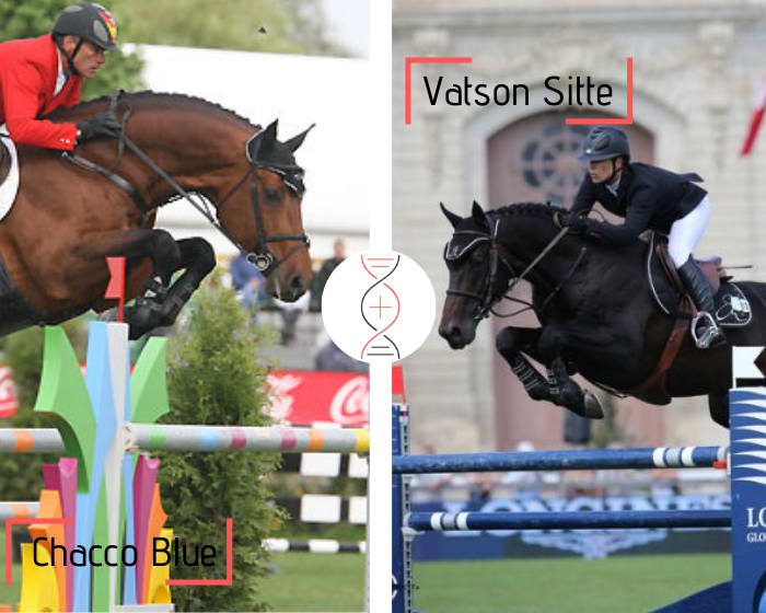 Chacco Blue x Casta Sitte, dam of CSI5* 1.60m performers! A champion for sure!