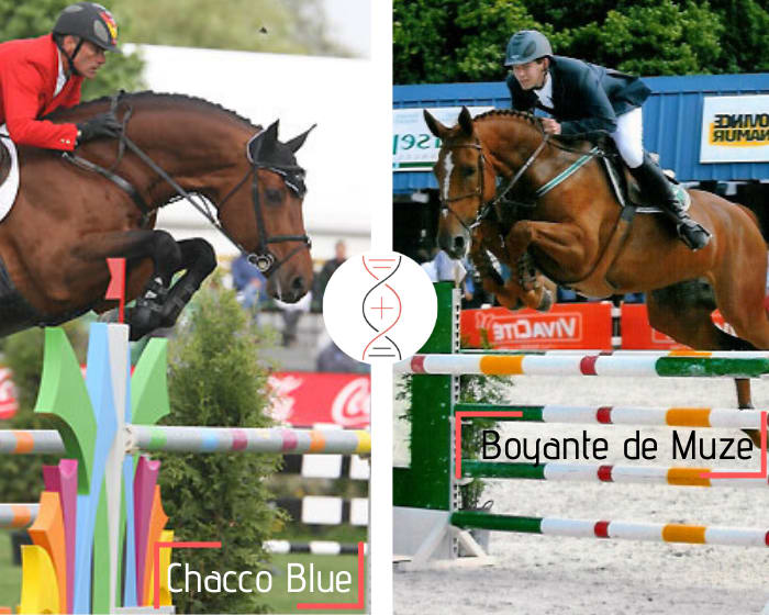 Chacco Blue x Boyante de Muze, CSI5* 1.60m, dam of Estoy Aqui de Muze HDC CSI5*1.60m with Kevin Staut and S&L Cocodrille CSI 1.50m-1.60m, daughter of Narcotique de Muze II!