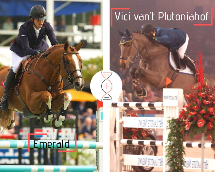 A champion for sure! Emerald x Vici van’t Plutoniahof, CSI 1.60m, dam of Dauphin de la Pomme and Duchesse de la Pomme CSI 1.60m, granddam of 2 performers 1.60m, also sister of performers 1.55m to 1.60m!