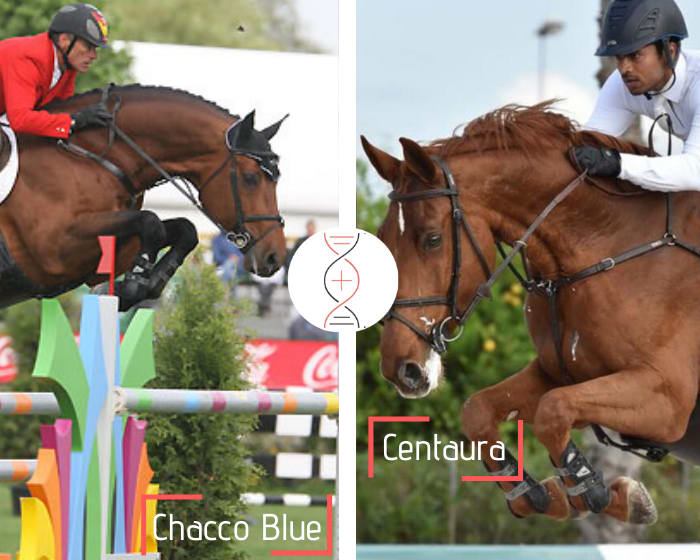 Chacco Blue out of a mare jumping 1.55m, dam of Contento 23, Grand Prix 1.60m with E. Gaudiano and Chento CSI5* 1.50m!