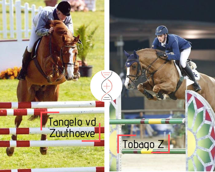 Full sister of Scuderia 1918 Tobago Z! Also sister of HH Donnatella ranked in CSI 1.60m and Beijing Z CSI 1.50m! By Tangelo vd Zuuthoeve out of Whoopie C, 1.60m and sister of Aga-Khan-C 1.60m, performers’ damline