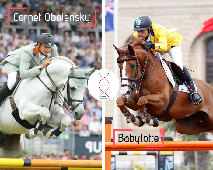 Exceptionnel ! Cornet Obolensky avec la star de Yuri Mansur, Babylotte, gagnante en CSIO5* 1.60m !