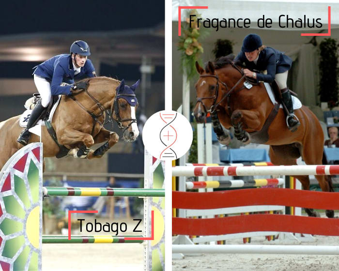Le multiple gagnant en Grand Prix de Daniel Deusser, Tobago Z, avec la soeur de Mylord Carthago, également fille de Fragance de Chalus