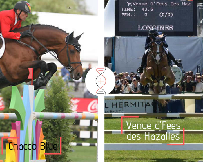 Chacco Blue x Baby Fee des Hazalles, CSI 1.50m with Grégory Wathelet, full sister of Venue d’Fee des Hazalles winner CSIO5* 1.60m and ranked in Grand Prix with Eve Jobs, direct daughter of Reine-Fee des Hazalles, 2nd in Grand Prix 1.60m