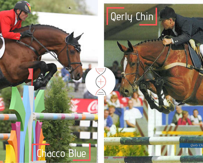 Chacco Blue x Boyante de Muze, CSI5* 1.60m, and dam of Estoy Aqui de Muze HDC CSI5*1.60m with Kevin Staut, direct daughter of Narcotique de Muze II!