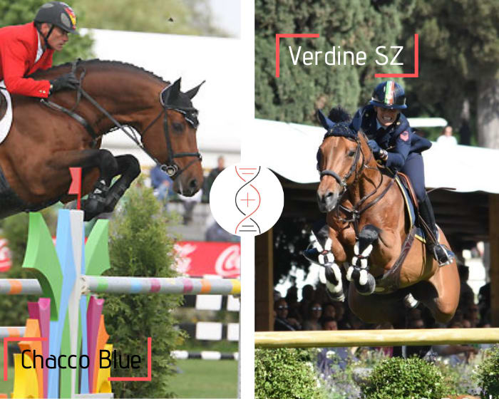 Chacco Blue x Verdine SZ, gagnante en CSIO5* 1.60m et sœur de 3 performers 1.45m-1.50m, lignée maternelle du gagnant en Grand Prix CSI5* 1.60m de Grégory Wathelet, Forlap !
