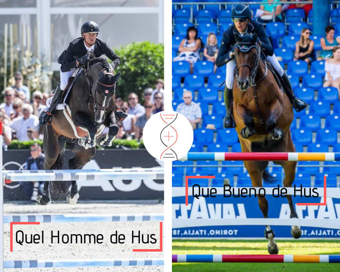 Frère/sœur de Que Bueno de Hus Z, 2ème en CSI5* 1.50m-1.60m avec H. von Eckermann, avec la sœur de 3 performers 1.50m-1.60m, par le champion d’Europe Quel Homme de Hus !