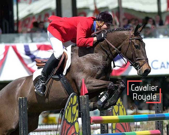 Cavalier Royale (3 paillettes)