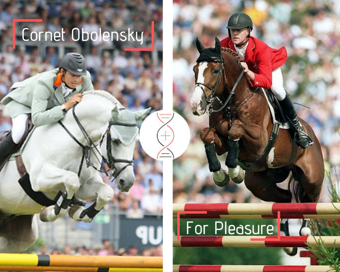 Rare damline of For Pleasure! Brother/sister of NC Verso Red Wine Grand Prix CSI 1.55m-1.60m, by Cornet Obolensky x Mr Blue, out of For Pleasure’s niece! More than 15 performers 1.45m to 1.60m in this damline