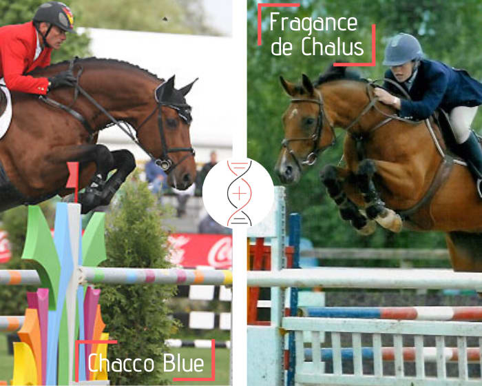 Chacco Blue out of the dam of Jaguar VD Berghoeve CSI5* 1.60m, damline of Fragance de Chalus