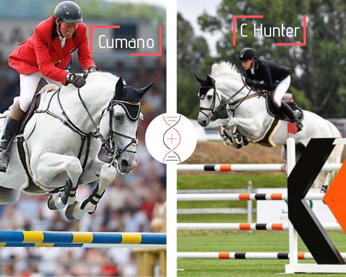 Cumano out of the sister of C Hunter, winner in Grand Prix 1.60m and Narazo de Nyze CSIO5* 1.60m, also daughter of Absie, World Cup 1.60m