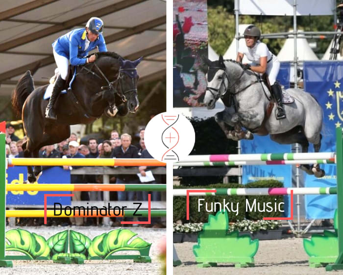 Femelle par l'exceptionnelle Funky Music, CSI 1.60m et mère des performers CSI 1.60m El Torreo de Muze et Bretling du Paradis Z ! Par le prodige du Zangersheide, Dominator 2000 Z