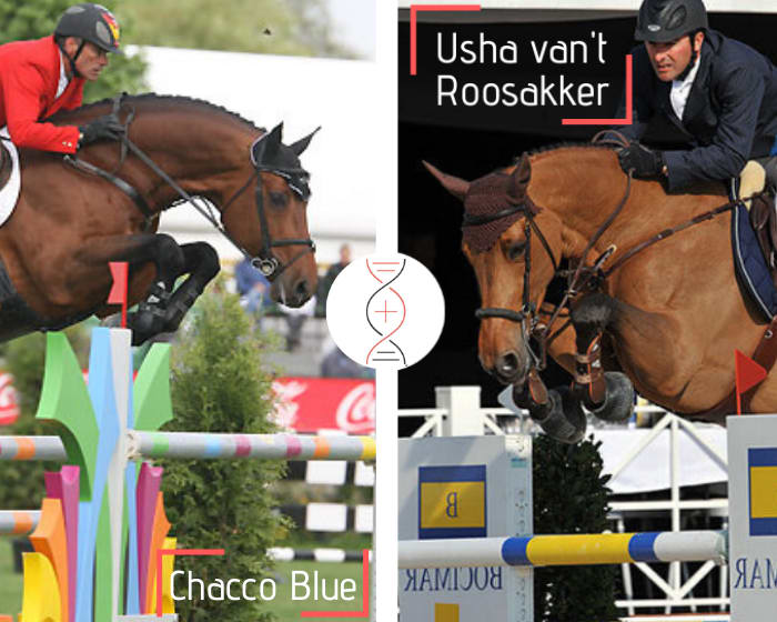 Chacco Blue out of the sister of 5 performers CSI 1.45m-1.60m, daughter of one of Usha’s best daughter, Evita van’t Roosakker!