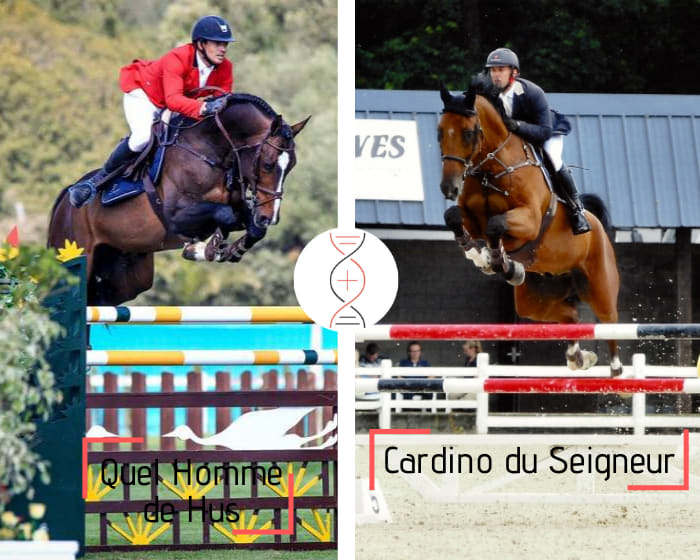 Damline of Quasibelle du Seigneur and Ta Belle van Sombeke! Tokyo medalist Quel Homme de Hus, out of Cibelle du Seigneur CSI 1.45m, dam of 3 approved stallions, sister of 3 performers 1.50m to 1.60m and daughter of Oak Grove’s Heartfelt CSI 1.60m