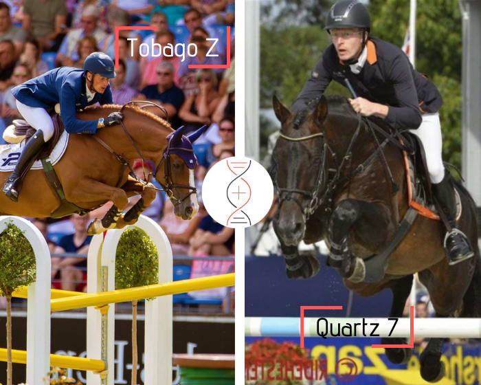 Tobago Z out of the sister of 2 performers 1.60m and 2 approved stallions! Embryo brother of performers 1.30m to 1.40m, damline of Cerano v/h Dingenshof Tryon World Equestrian Games