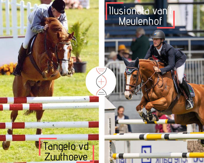 Tangelo x Nabab de Rêve, out of the daughter of Ilusionata van't Meulenhof, 3rd in 5* World Cup and sister of Emerald!