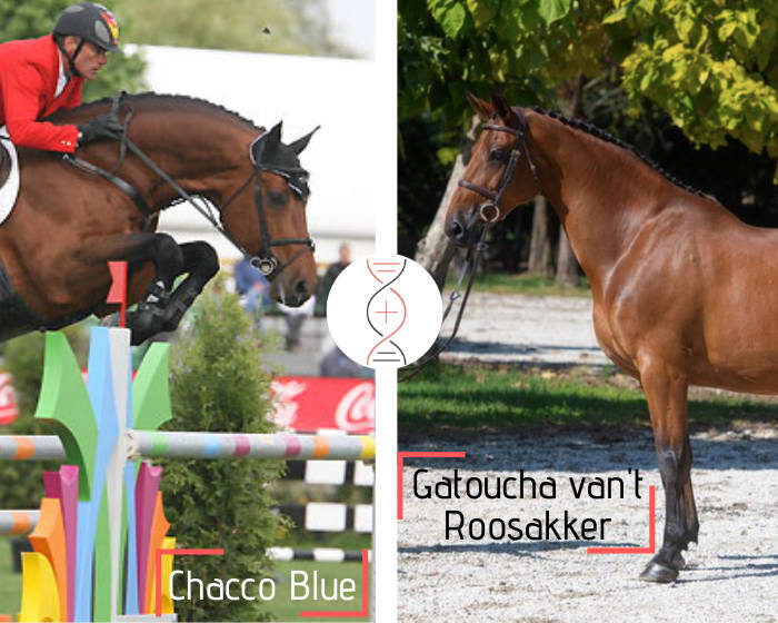 Chacco Blue x Cornet Obolensky out of a daughter of Gatoucha van't Roosakker, sold 570 000€ in december 2020! One of the best damlines of Usha van’t Roosakker