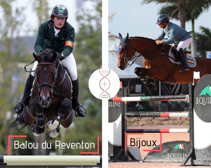 Souche maternelle de Cumano ! Embryon frère/soeur de Bijoux, Grand Prix 1.60m et gagnant en CSI 1.50m ! Par Balou du Reventon, avec la sœur d’Optical 1.60m*