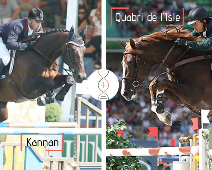 Kannan avec la sœur utérine de Quabri de l’Isle, fils de Kannan et gagnant en CSI5* 1.60m ! Également sœur de 3 performers 1.45m-1.60m