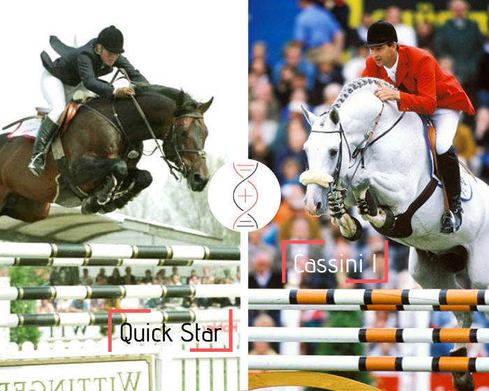 Rare ! Quick Star x Cassini I x Carthago x Calando I avec la tante d’Ajaccio, sans faute en CSI 1.50m avec Bertram Allen, lignée de performers, dont VDL Groep Emily, Corofelio, City Banking 3 CSI 1.50m-1.60m