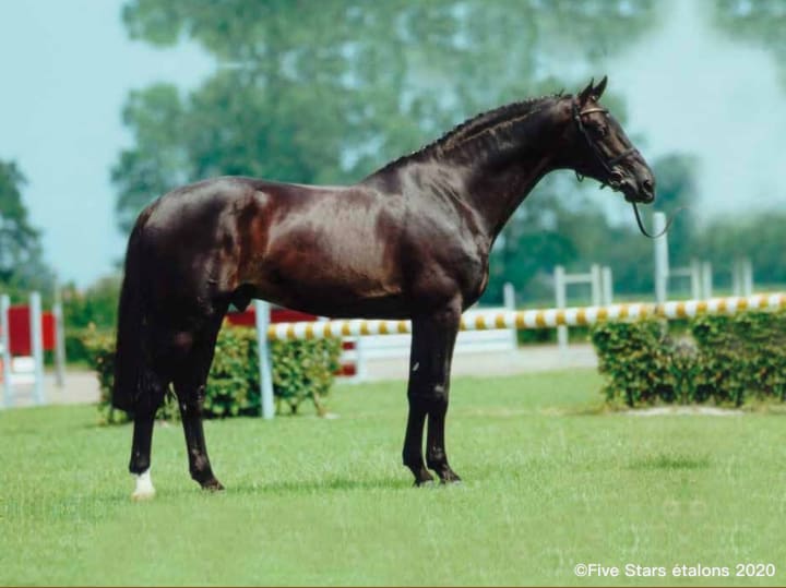 Namelus R - 5 paillettes