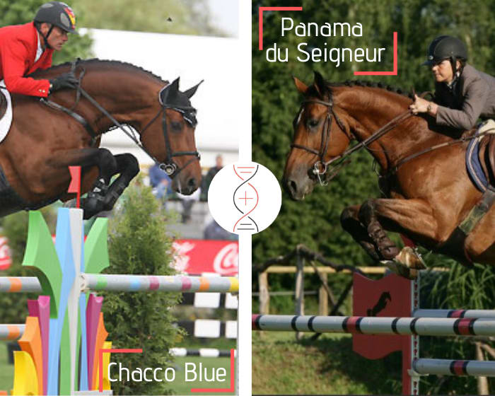 Chacco Blue x Panama du Seigneur, 1.60m, mère de Tic Tac, gagnant Coupe du monde 1.60m, et de 5 performers 1.50m-1.60m, fille de Darco et Mic Mac du Dieu Demon classée en CSIO 1.60m !