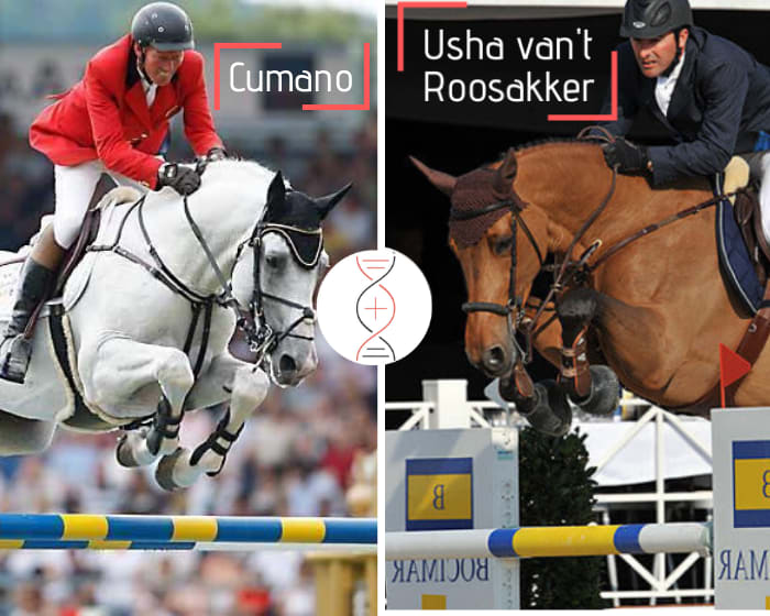 Femelle par Cumano avec une fille de Geena van’t Roosakker, classée CSI 1.55m avec Janika Sprunger et petite-fille d’Usha van’t Roosakker ! Par la sœur de Kheros van’t Hoogeinde classé CSI5* 1.60m et Jivaro Imperio Egipcio CSIO5* 1.60m