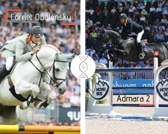 Femelle par Cornet Obolensky avec la soeur d Admara 2,  grand gagnant CSI5* Coupe du Monde ! Lignée du champion olympique Hickstead