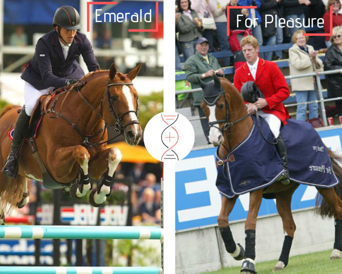 TO BE BORN IN AUGUST 2020 ! Emerald x For Pleasure, out of a dam good winner in CSIYH 1.35m-1.40m and daughter of HH Ciske van Overis, ranked in GP CSI5* 1.60m with Edwina Tops-Alexander