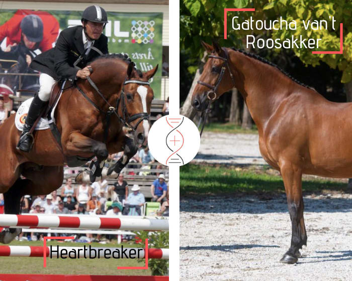Heartbreaker x Cornet Obolensky avec une fille de Gatoucha van't Roosakker, adjugée 570 000€ en 2020 ! L'une des meilleures lignées d'Usha van't Roosakker