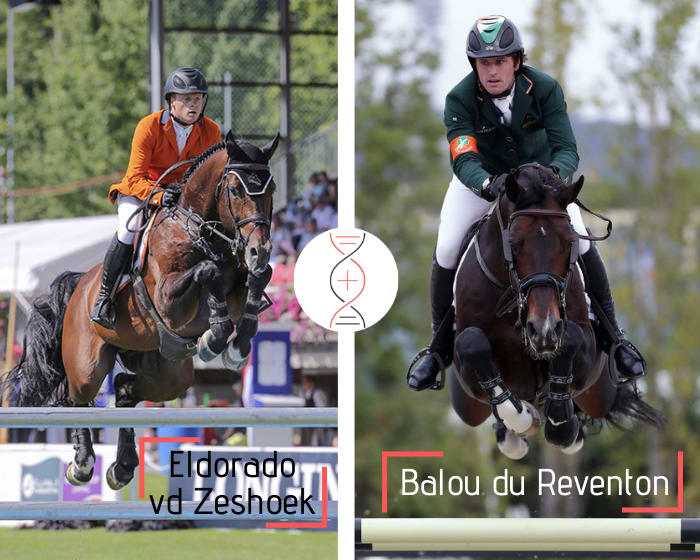 Direct damline of Balou du Reventon and Balou du Rouet! Performers' damline