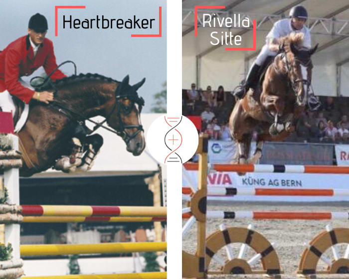 Heartbreaker x Rivella Sitte, ranked in CSIO 1.60m and dam of Ugano Les Hauts clear in CSI 1.55m! Damline of Sea Coast Atlantic and Aganix du Seigneur CSI 1.60m