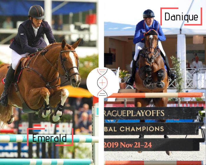 Frère/sœur de Danique sans faute en Grand Prix CSI5* 1.60m avec Alberto Zorzi, Cashman Grand Prix 1.60m, Bellisimo et Hot N Spicy CSI 1.45m ! Par Emerald