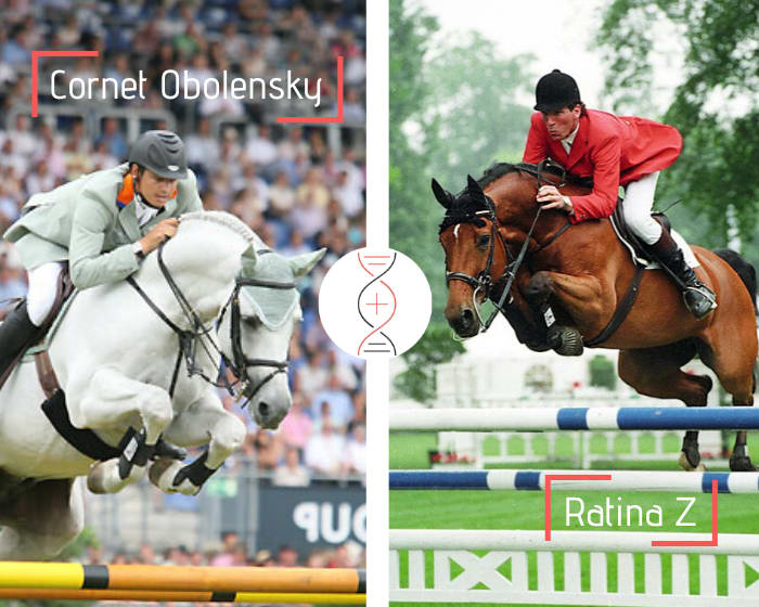 The next Comme Il Faut? Cornet Obolensky with the blood of Ratina Z!