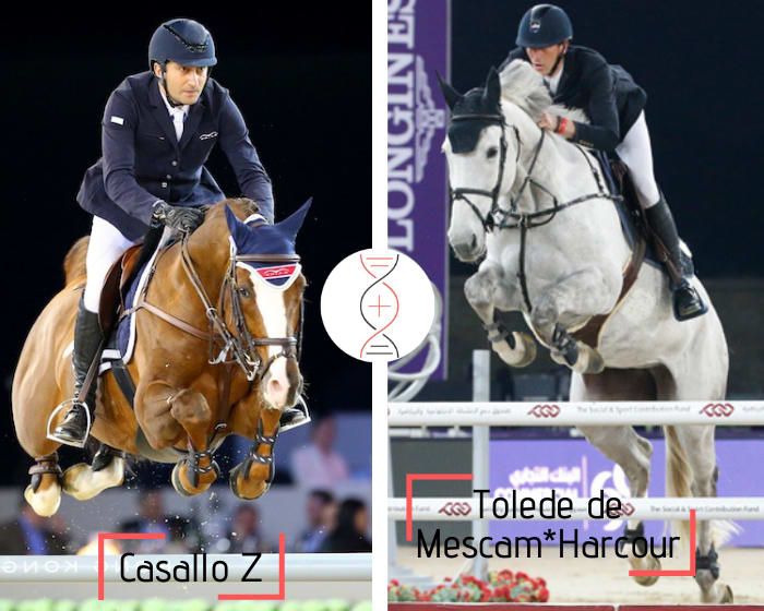 Casallo Z avec Pretty de Mescam, gagnante CSI 1.45m et soeur de Tolede de Mescam*Harcour, gagnante en CSI5* 1.55m-1.60m en février 2021 avec Kevin Staut !