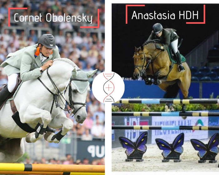 Frère/sœur de Anastasia-HDH Grand Prix 1.60m et Gio W-Z CSIO5* 1.55m, par Cornet Obolensky x Baloubet du Rouet ! Lignée de performers
