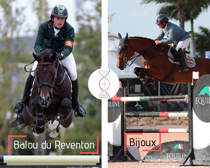 Souche maternelle de Cumano ! Embryon frère/soeur de Bijoux, Grand Prix 1.60m et gagnant en CSI 1.50m ! Par Balou du Reventon, avec la sœur d’Optical 1.60m*
