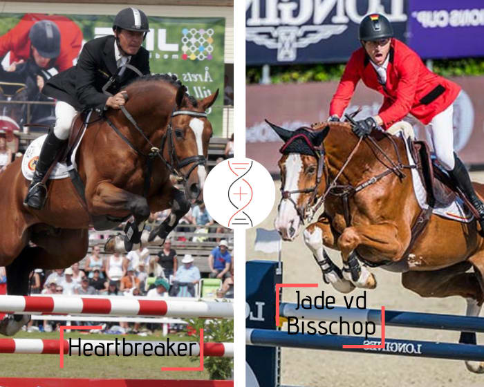 Heartbreaker avec la sœur de Jade vd Bisschop, gagnante CSIO5* et 4ème en Grand Prix CSI5* 1.60m avec Pieter Devos, également sœur de Secret Love Wonderland, mère de 2 performers 1.55m-1.60m !