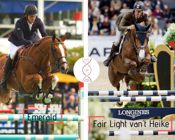 Emerald avec la sœur de Fair Light van’t Heike, gagnante CSI5* 1.60m avec Alberto Zorzi ! Egalement sœur d’Evian van’t Heike CSI 1.60m, lignée de nombreux performers 1.60m, dont la médaillée des Championnats du Monde Valentina van’t Heike